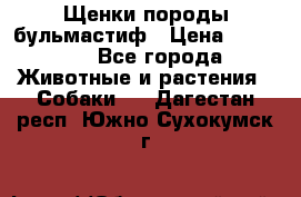 Щенки породы бульмастиф › Цена ­ 25 000 - Все города Животные и растения » Собаки   . Дагестан респ.,Южно-Сухокумск г.